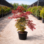 Javor dlaňolistý (Acer palmatum) ´ATROPURPUREUM´ - výška 140-160 cm, kont. C25L 